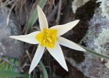 Tulipa bifloriformis. Цветок. Казахстан, Туркестанская обл., Тюлькубасский р-н, долина р. Жабаглы, северный борт, склон со скальными выступами песчаников и осыпями щебня и глыб. 25.03.2024.