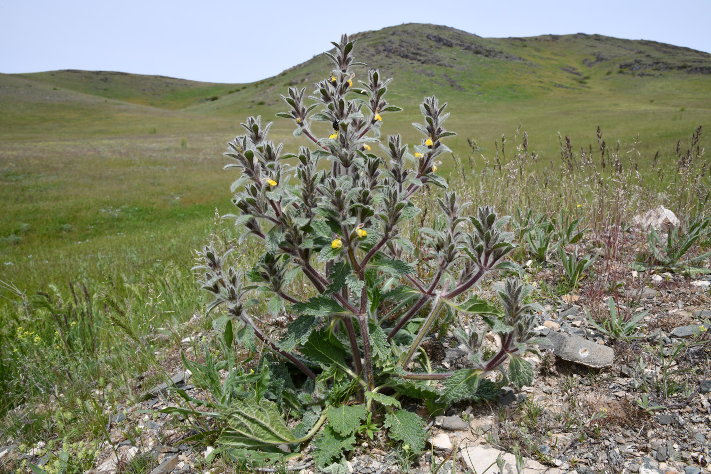 Изображение особи Paraeremostachys dshungarica.