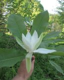 Magnolia tripetala. Цветок и листья. Московская обл., Щёлковский р-н, в культуре. 30.05.2024.