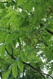 Juglans mandshurica