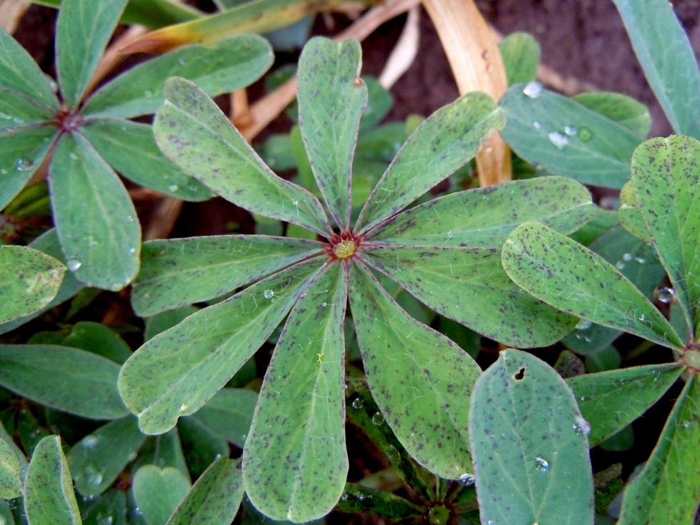 Image of Oxalis lasiandra specimen.