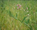 Lathyrus sylvestris