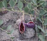 Capparis herbacea
