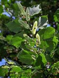 Tilia cordata
