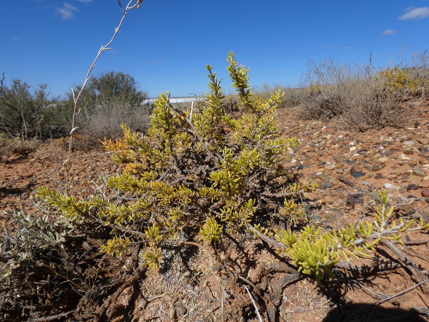 Image of Salsola laricina specimen.