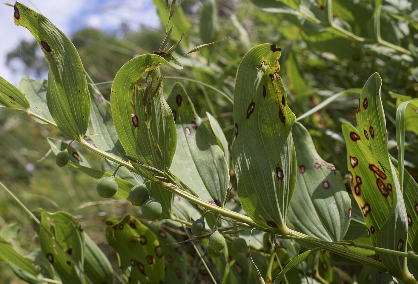 Изображение особи Polygonatum odoratum.