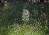 Equisetum sylvaticum. Взрослое растение. Московская обл., Раменский р-н, окр. ж.-д. платформы Хрипань, смешанный лес у ЛЭП. 01.07.2024.