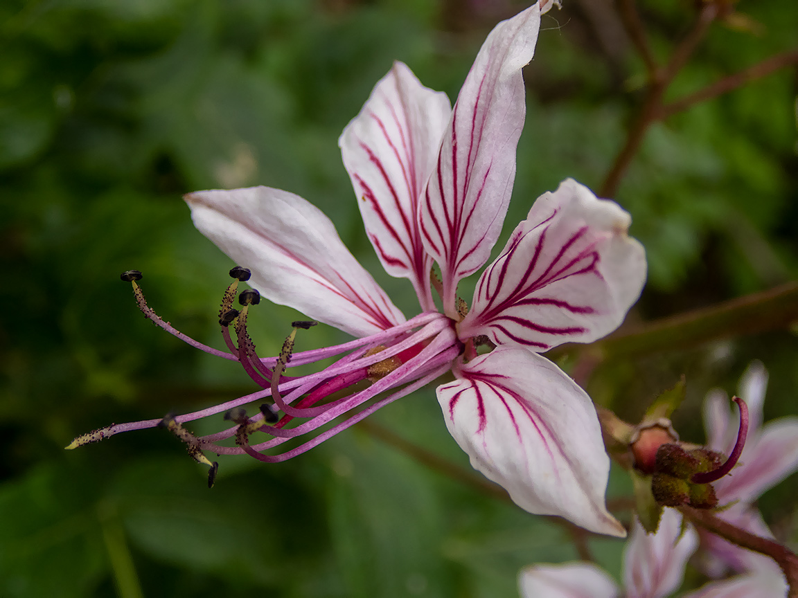 Изображение особи Dictamnus gymnostylis.