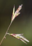 Image of taxon representative. Author is Вера Волкотруб