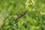 Carex flacca