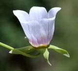 Image of taxon representative. Author is Достон Турдиев