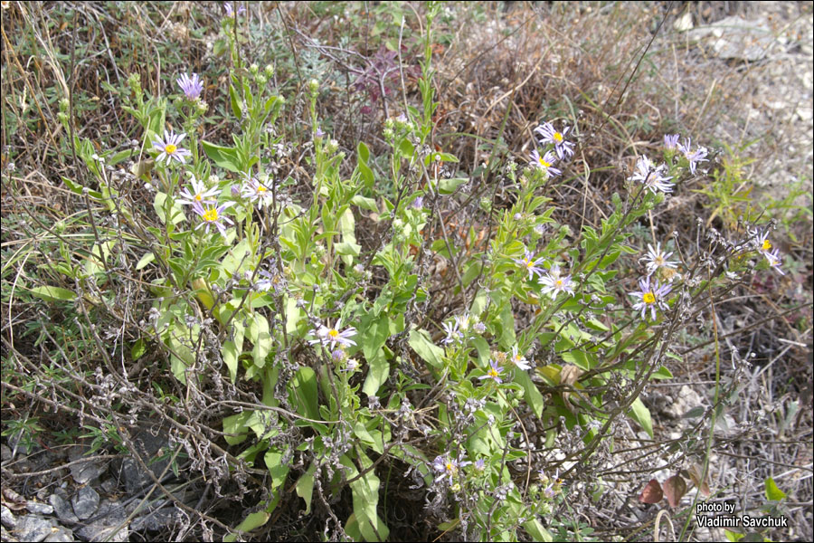 Image of genus Aster specimen.