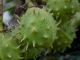 Aesculus hippocastanum. Незрелый плод. Крым, Южный Берег, пос. Новый Свет, в озеленении. 07.06.2024.