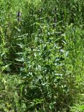 Betonica betoniciflora. Зацветающее растение. Узбекистан, Ташкентская обл., отроги Чаткальского хр., левый берег р. Галвасай, окр. кишлака Учтерак, глинистая почва, разнотравье. 03.06.2015.