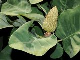 genus Magnolia