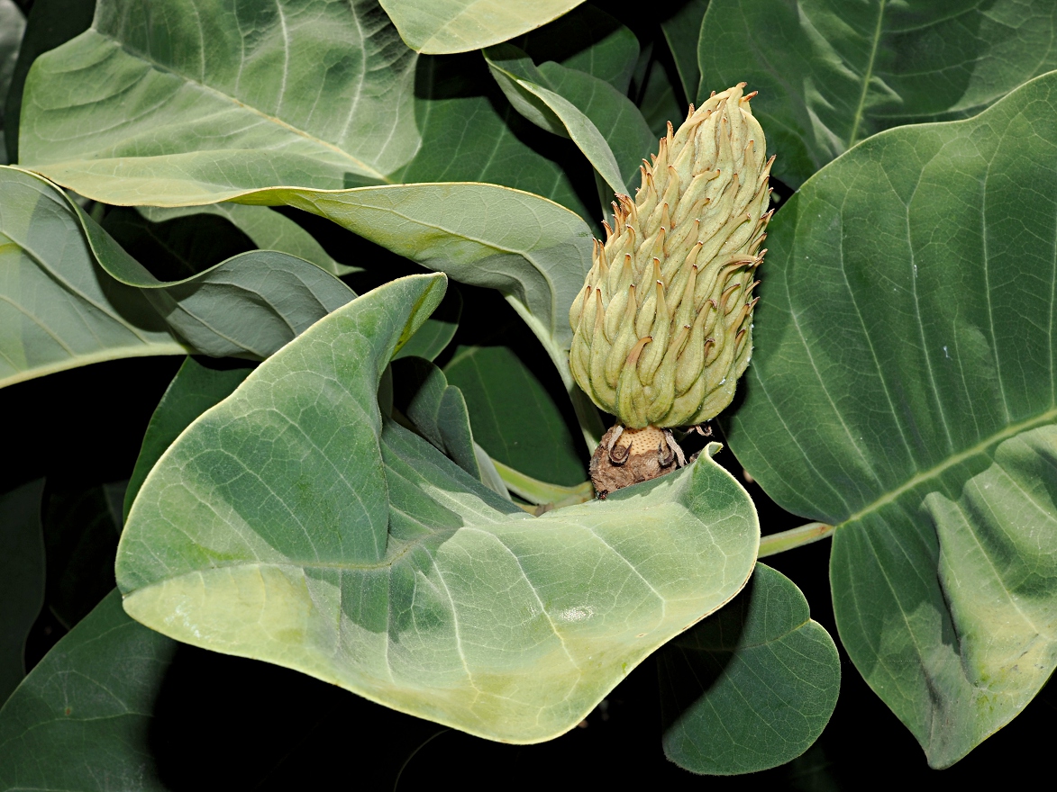 Изображение особи род Magnolia.