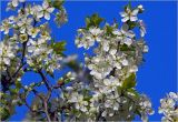 Prunus domestica. Верхушки ветвей с цветками и развивающимися листьями. Московская обл., Раменский р-н, окр. дер. Хрипань, садовый участок. 27.04.2025.