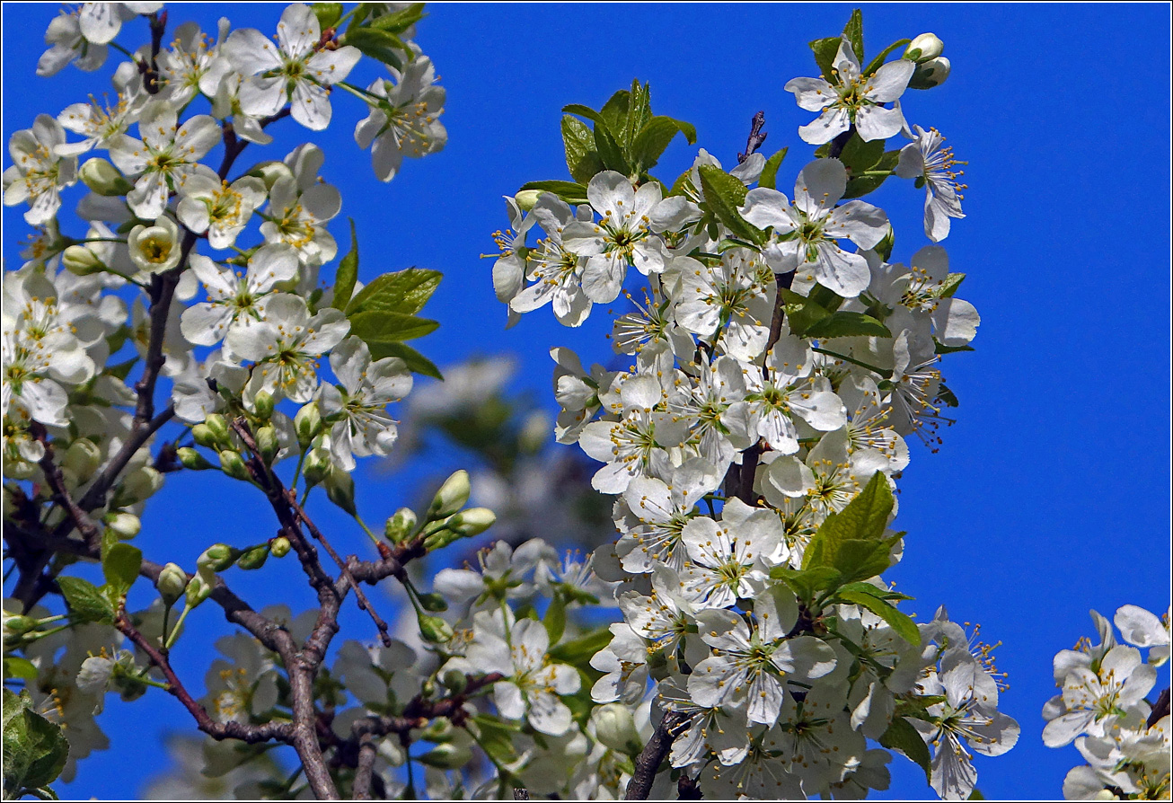 Image of Prunus domestica specimen.