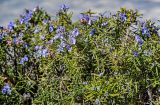 Rosmarinus officinalis