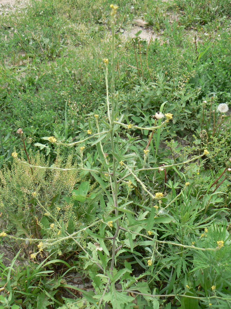 Image of Sisymbrium officinale specimen.