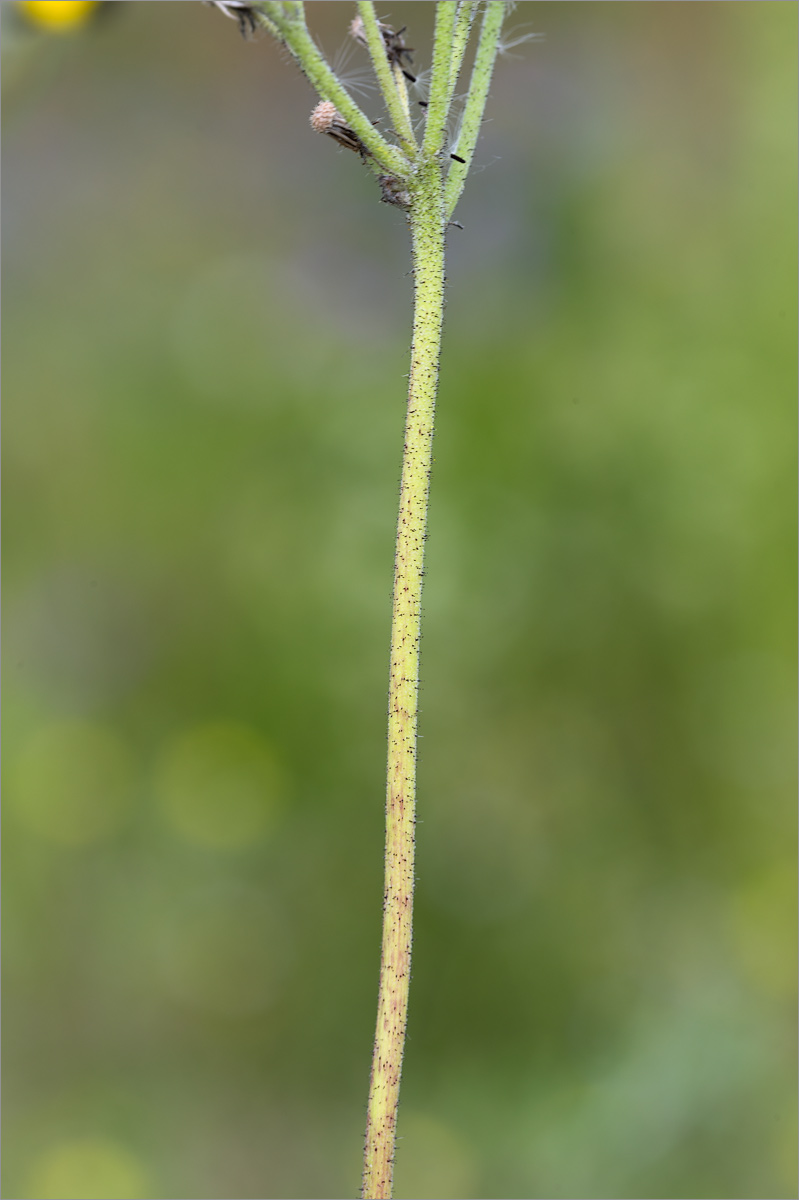Image of genus Pilosella specimen.