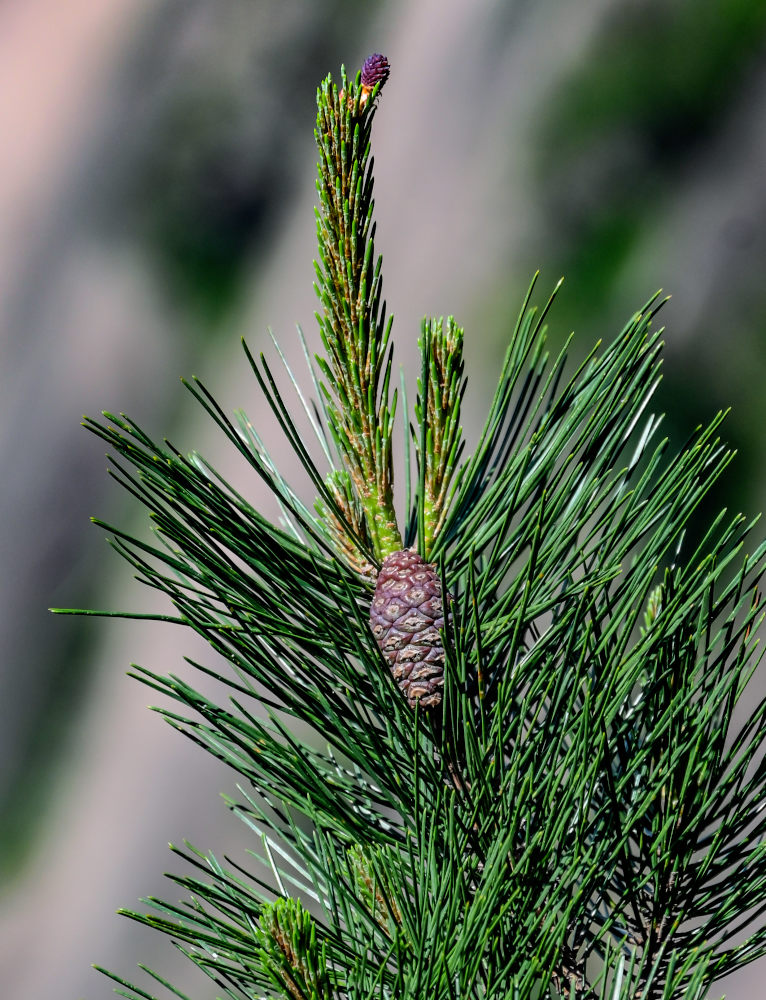 Изображение особи Pinus taiwanensis.