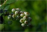 Vaccinium corymbosum. Соплодие с незрелыми плодами. Московская обл., Раменский р-н, окр. дер. Хрипань, садовый участок. 13.07.2025.