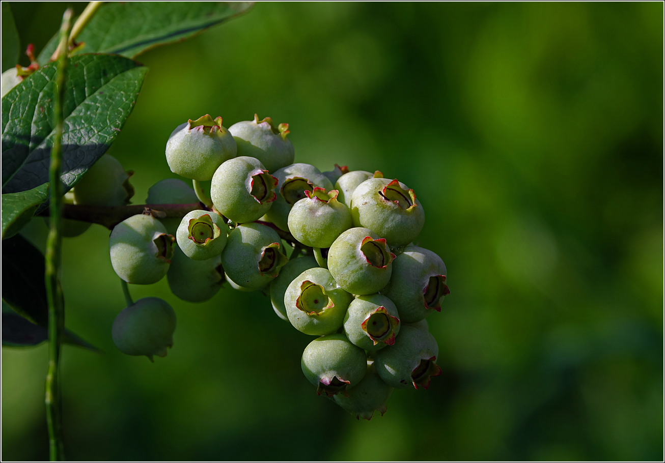 Изображение особи Vaccinium corymbosum.