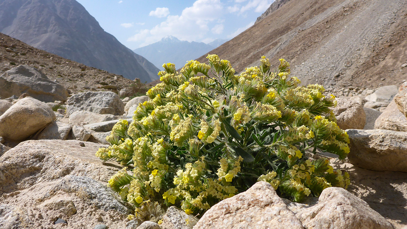 Изображение особи Arnebia tibetana.