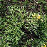 Adonis volgensis