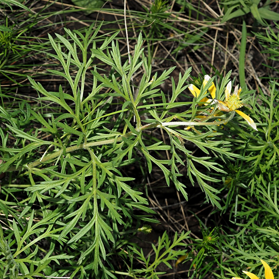 Image of Adonis volgensis specimen.
