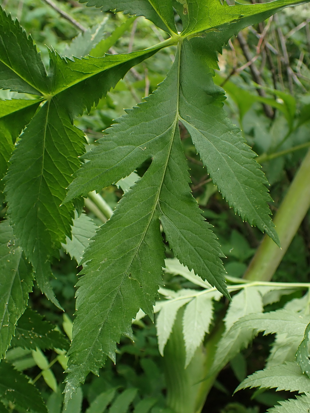 Image of Angelica dahurica specimen.
