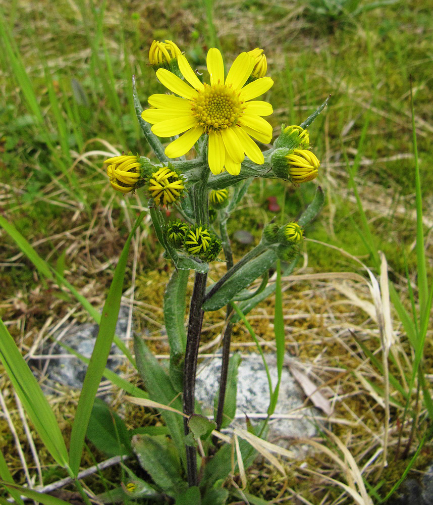 Изображение особи Tephroseris integrifolia.