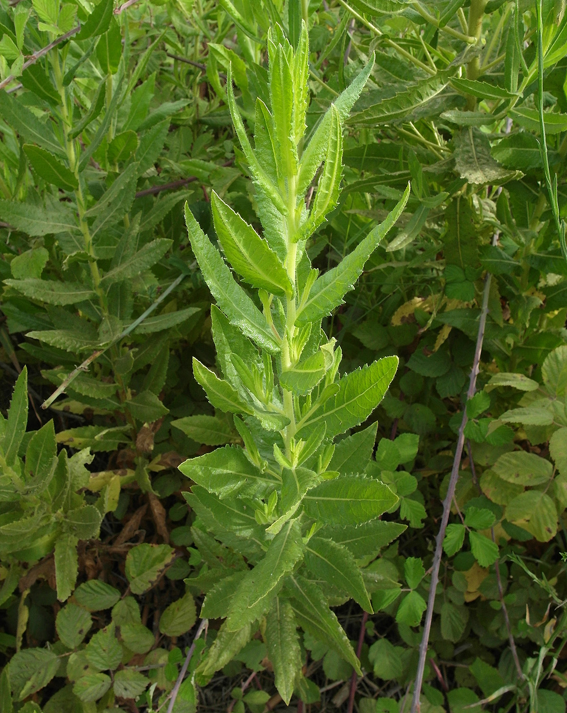 Image of Unknown species specimen.