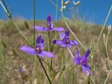 Delphinium paniculatum. Соцветие. Краснодарский край, Темрюкский р-н, мыс Железный Рог, приморская степь. 07.06.2015.