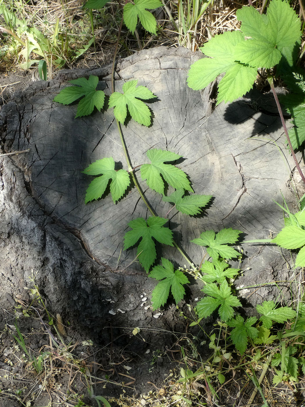 Image of Humulus lupulus specimen.