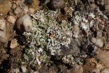 Squamarina gypsacea. Слоевища. Крым, Севастополь, окр. с. Резервное, овр. Кум-Дере, в основании конгломератного склона. 16.10.2025.