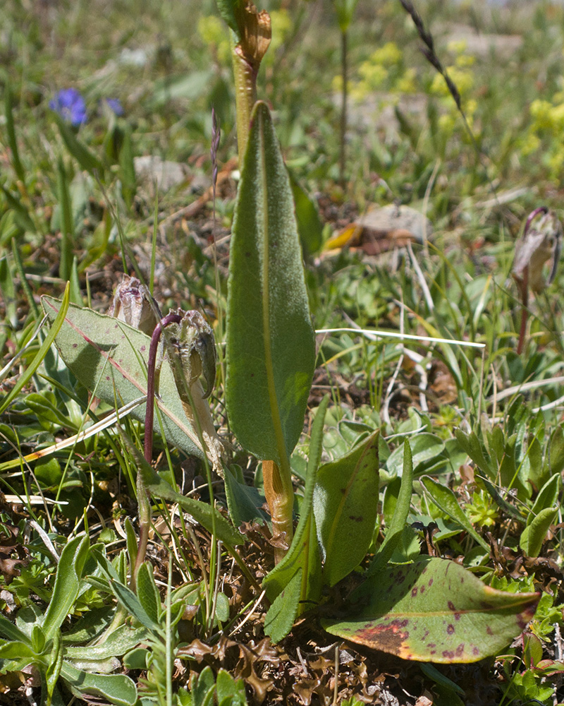 Изображение особи Bistorta carnea.