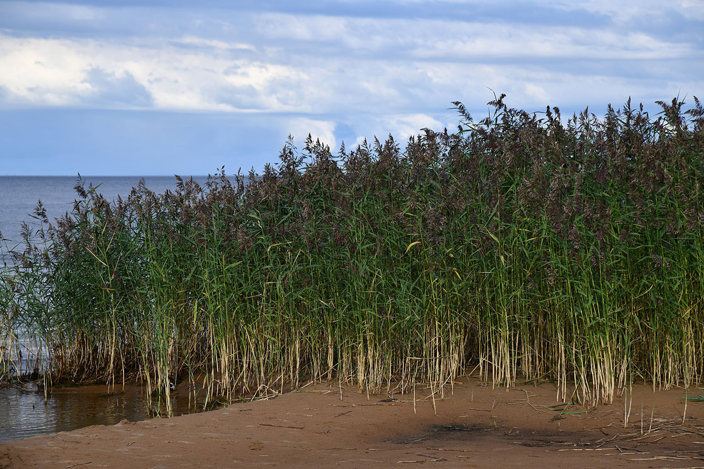 Изображение особи Phragmites australis.