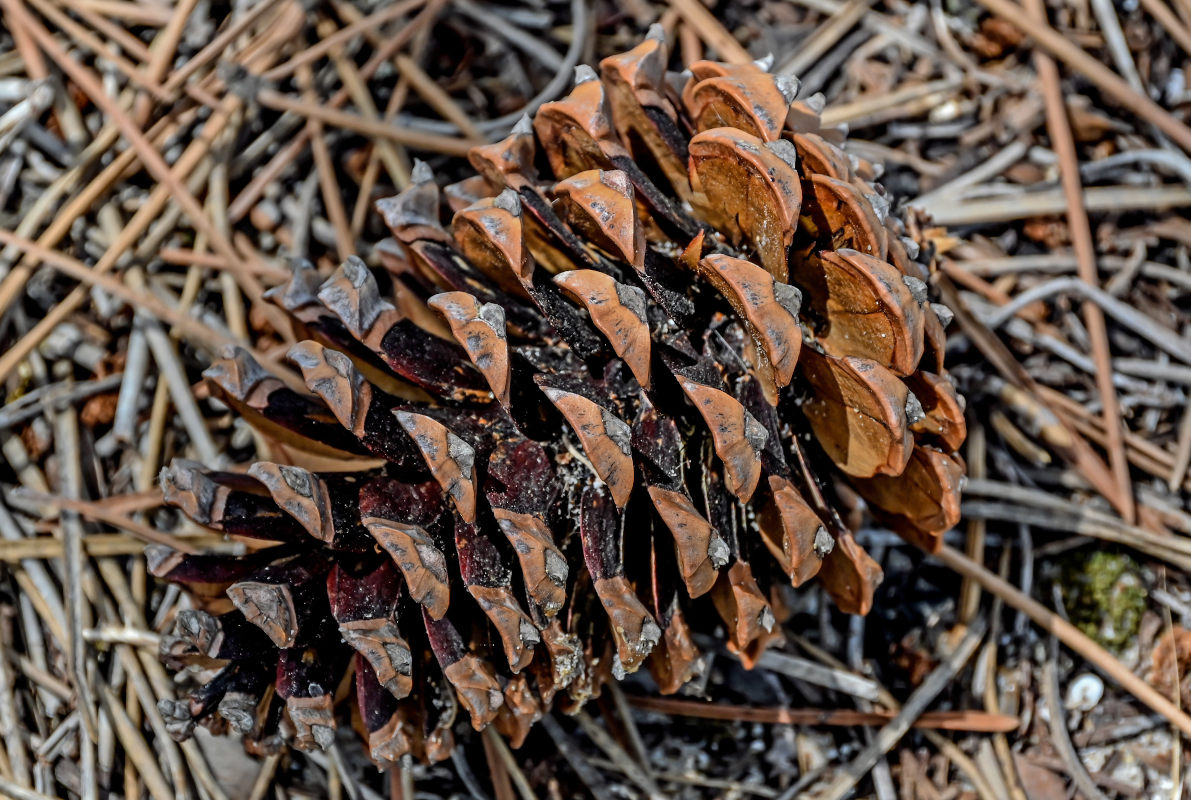 Изображение особи Pinus pinaster.