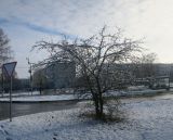 Image of taxon representative. Author is Юлия Борисова