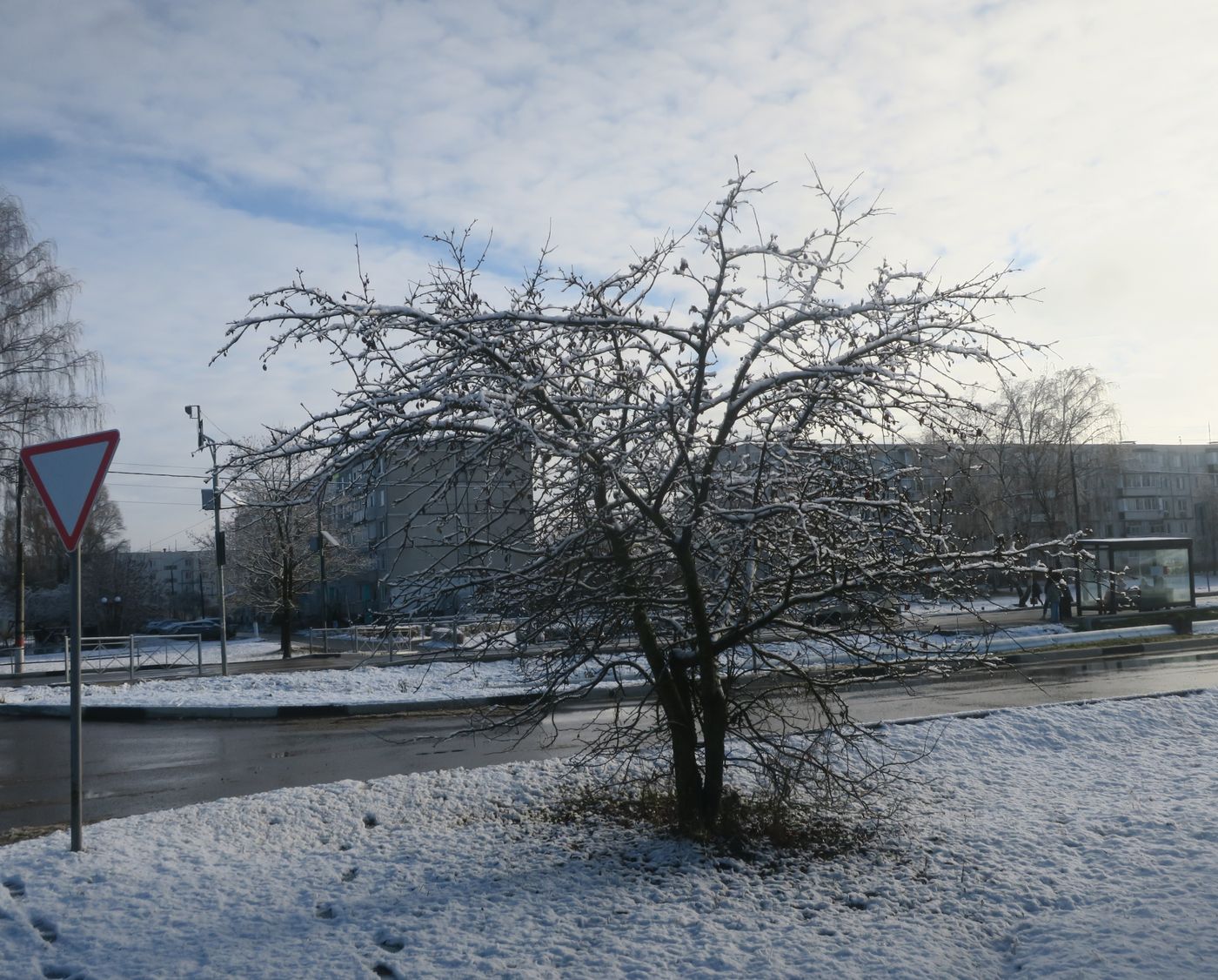 Image of Malus domestica specimen.