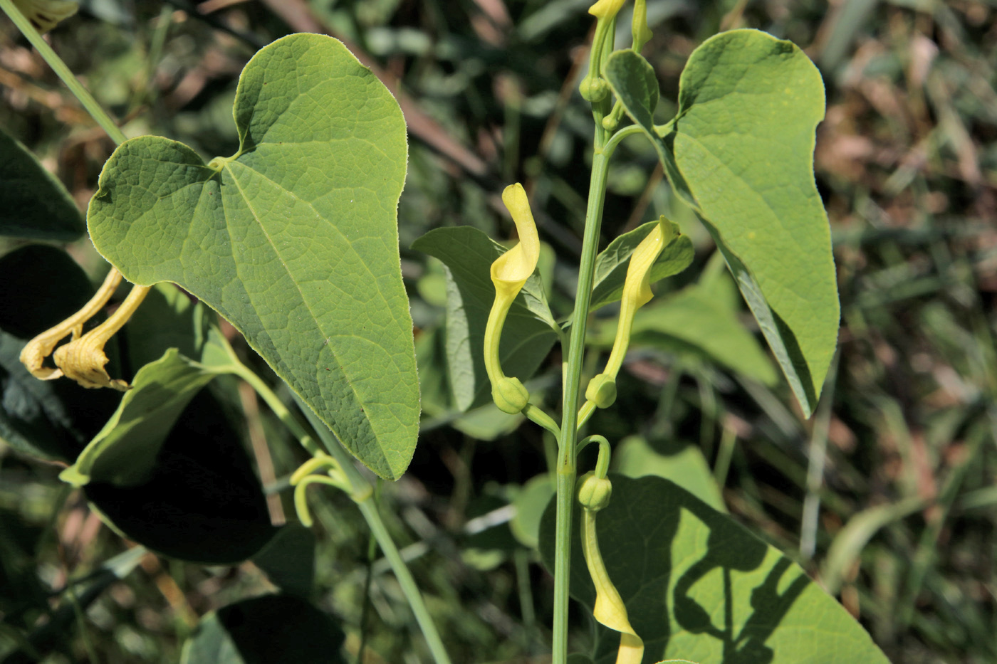 Image of Aristolochia clematitis specimen.
