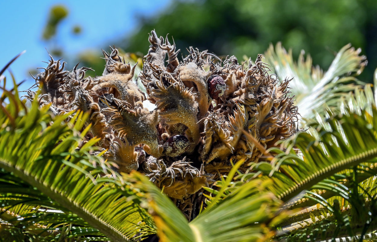 Изображение особи Cycas revoluta.