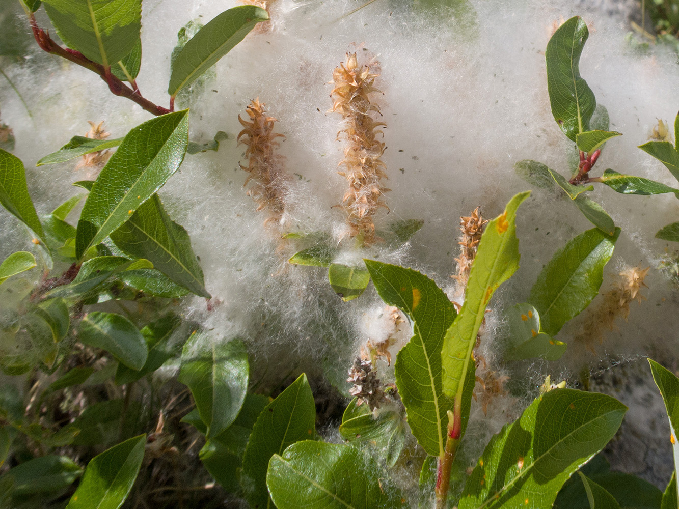 Изображение особи род Salix.