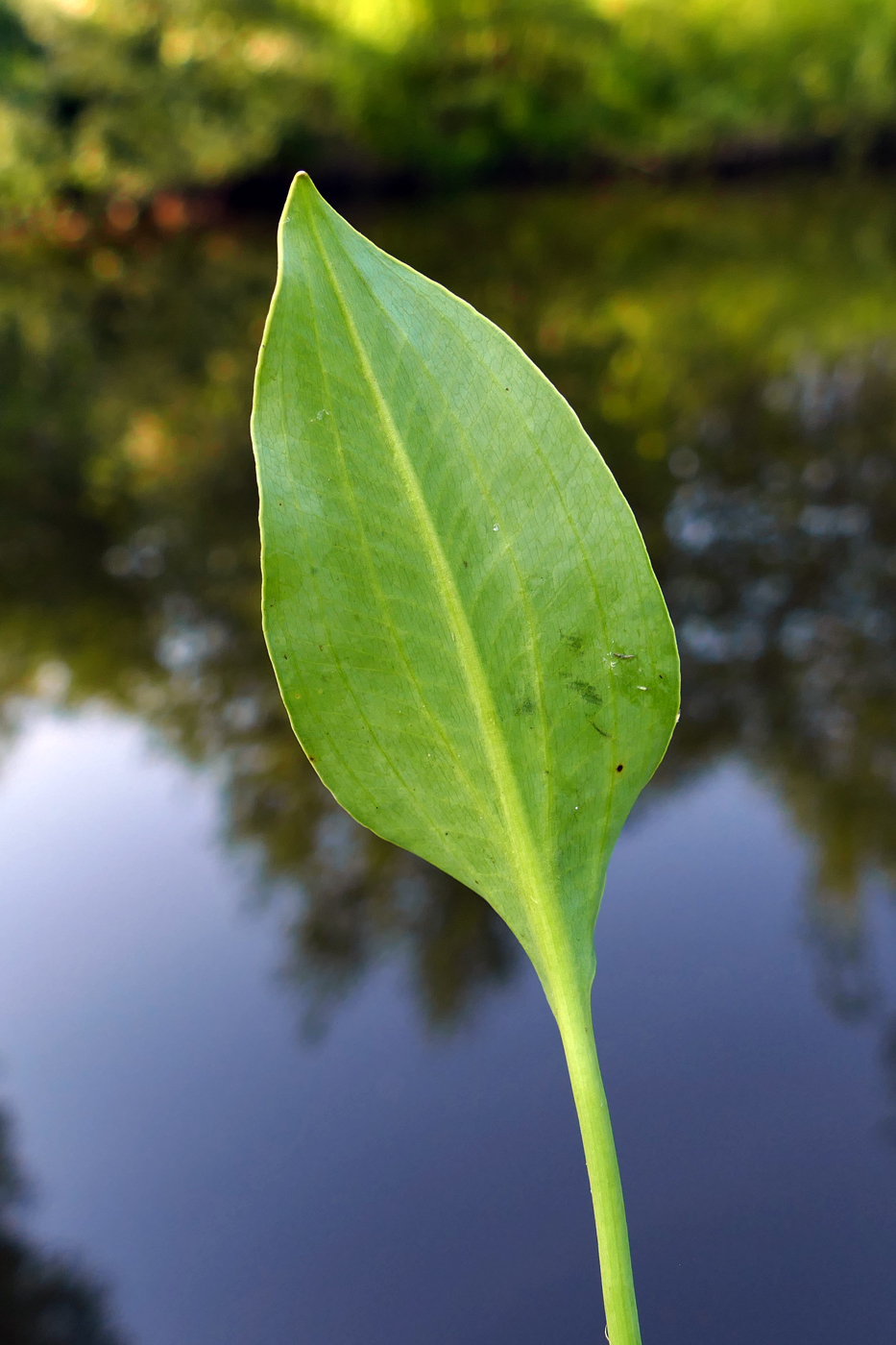 Image of Alisma gramineum specimen.