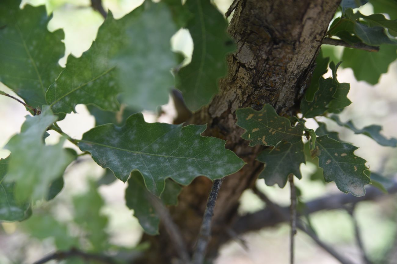 Image of genus Quercus specimen.