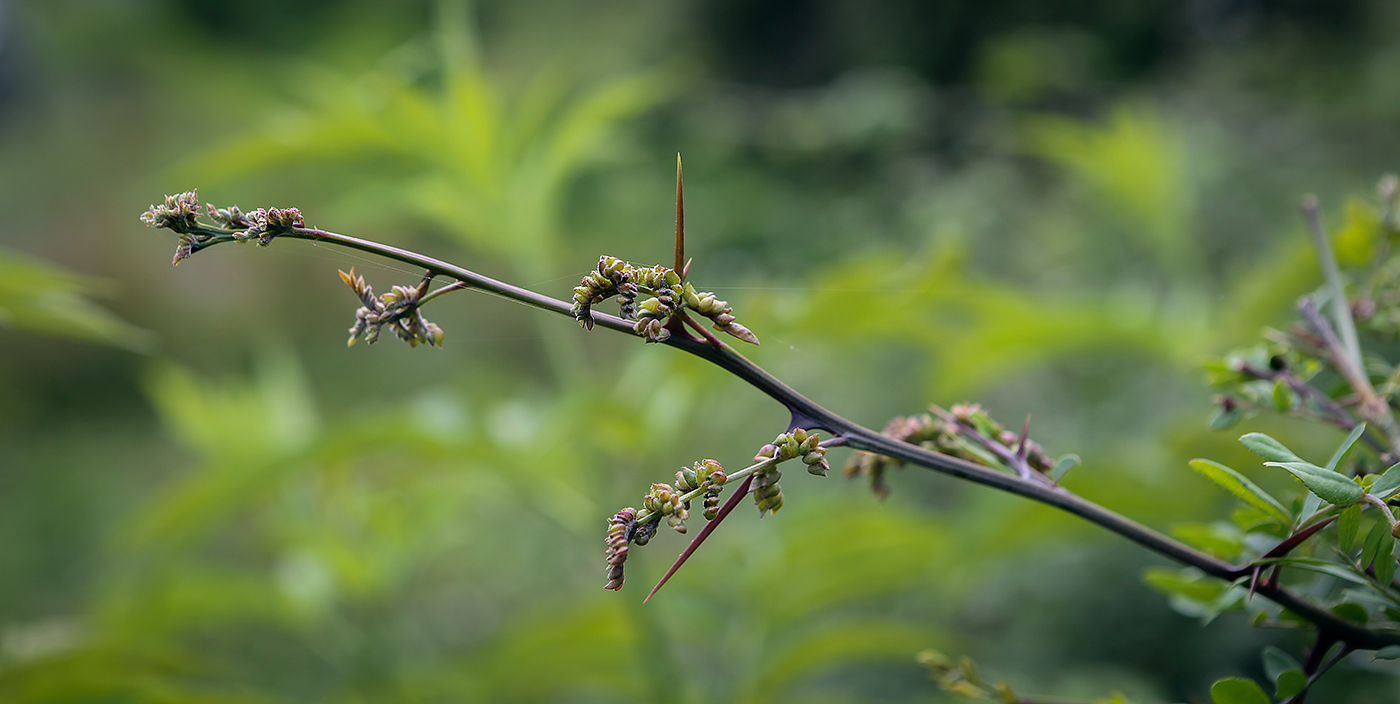 Изображение особи Gleditsia triacanthos.
