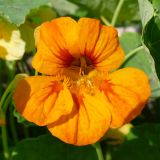 Tropaeolum majus. Цветок. Свердловская обл., окр. г. Североуральск, дачный участок. 30.07.2022.