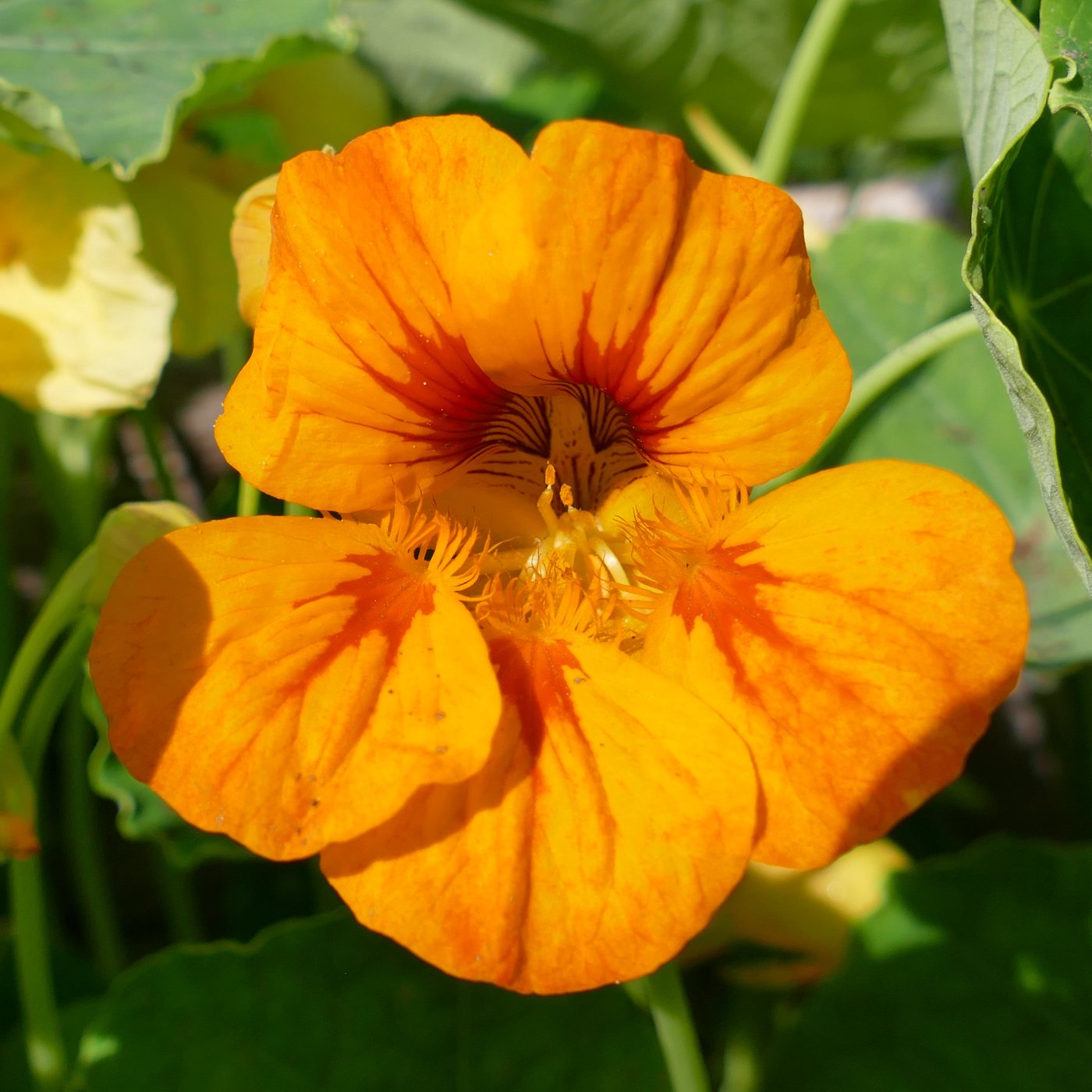 Image of Tropaeolum majus specimen.